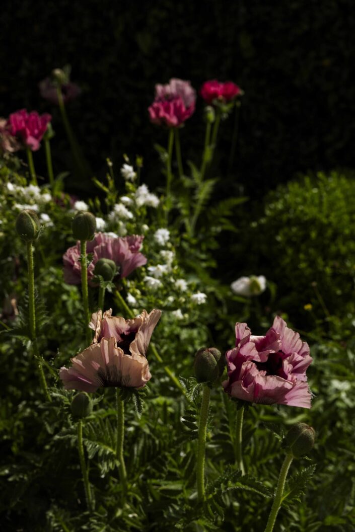 Harriets garden – The flowers